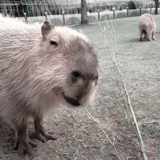 wasserschweine, capybara sweetheart, nagetier wasserschwein, wasserschweine, meerschweinchen mit wasserschweinchen