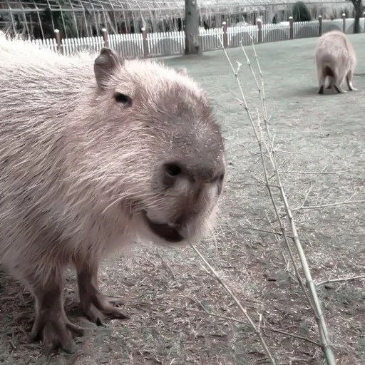 golfinho de água, querida capivara, capuz roedor, baiacu, porquinho-da-índia