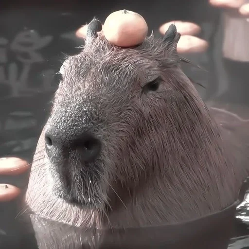 capybara, копибара, капибара, милая капибара, капибара апельсином