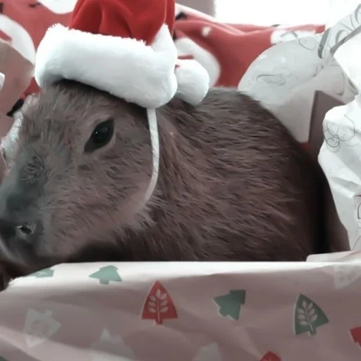 fnf, kapiklaus, genghis allazov, kapibara è fatta in casa, kapibara christmas