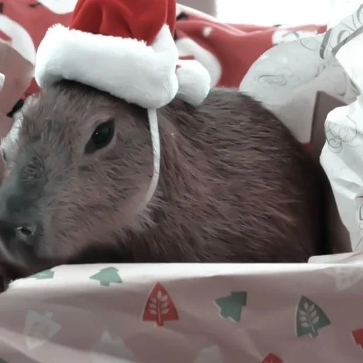 fnf, capiclaus, chengjiz arazov, capybara, capybara noël