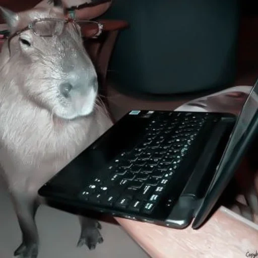 capybara rat, the animals are cute, home animals, kapibara is a laptop, kapibara at the computer