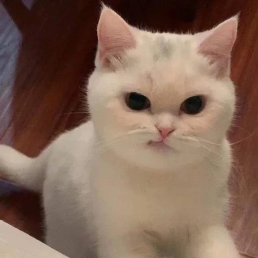 cat, cat, cat, the cat is white, cute cats are white