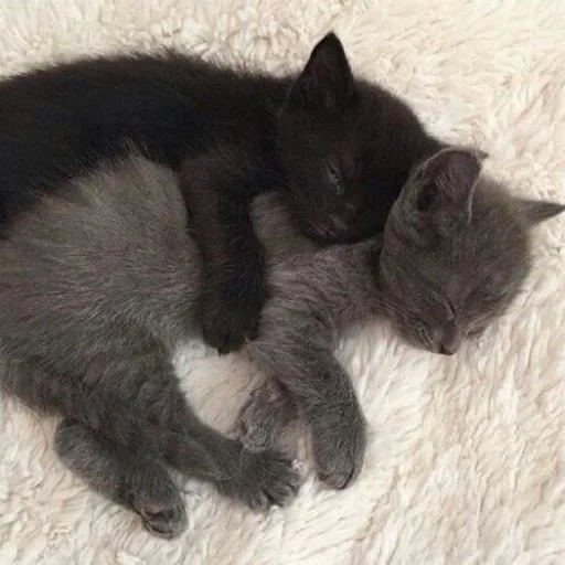 gatinho de gato, o gatinho é preto, gatinhos são boas mãos, gatinhos encantadores, gatinhos britânicos abraçam