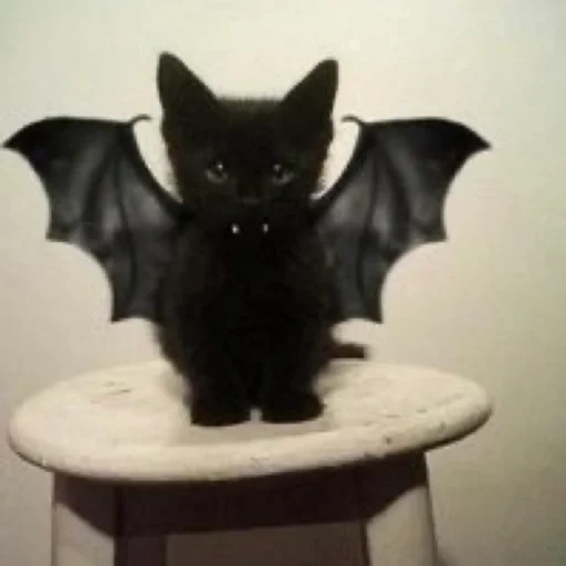 bastão, o gato é um morcego, bat doce, mouse vampiro, morcego em casa