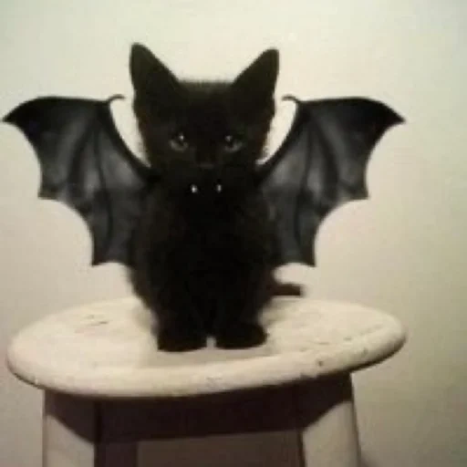 die fledermäuse, die katze fledermaus, schöne fledermaus, die vampirfledermaus, fledermaus haustier