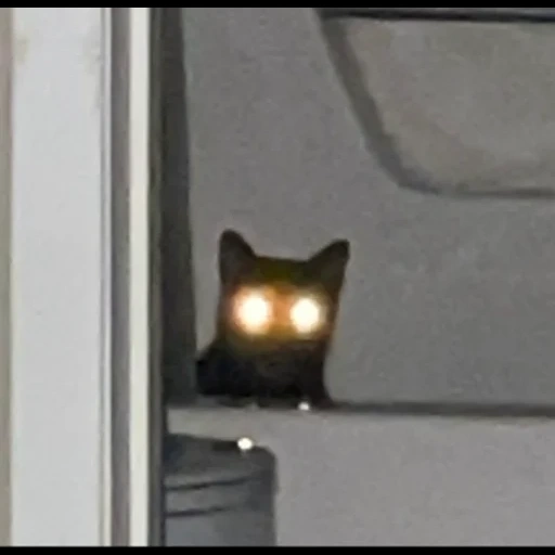 кот, кошка, кот глаза, кот охраняет, кот ночного видения