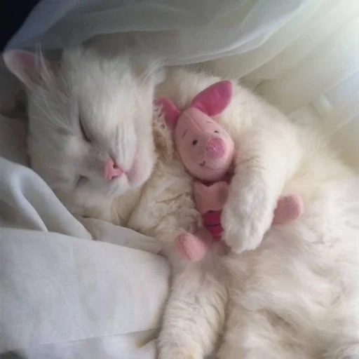 kucing, anak kucing yang penuh kasih sayang, tidur anak kucing putih, anak kucing yang baru lahir, anak kucing ibu yang baru lahir