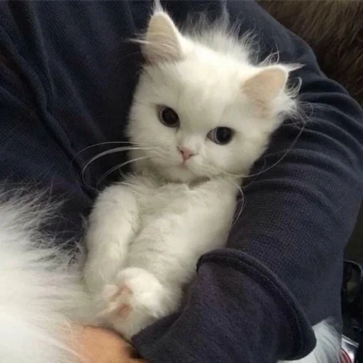 gato, gatos lindos, el gatito es blanco, los animales encantadores están en casa, fotos de lindos gatos