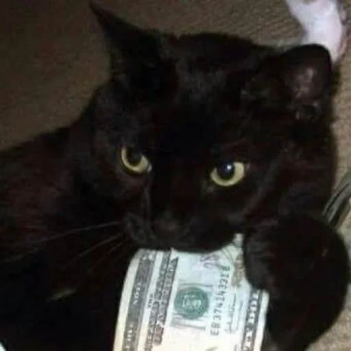 dinero de gato, gato negro, gato cajero, el gato es negro, dinero de gato negro