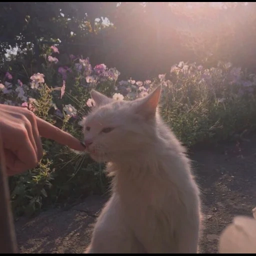 gatto, gatti soffici, i gatti sono bellissimi, i gatti più dolci, gattini affascinanti