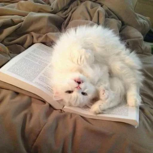 кот, пушистый, милые котики, усталый котик, белый уставший кот