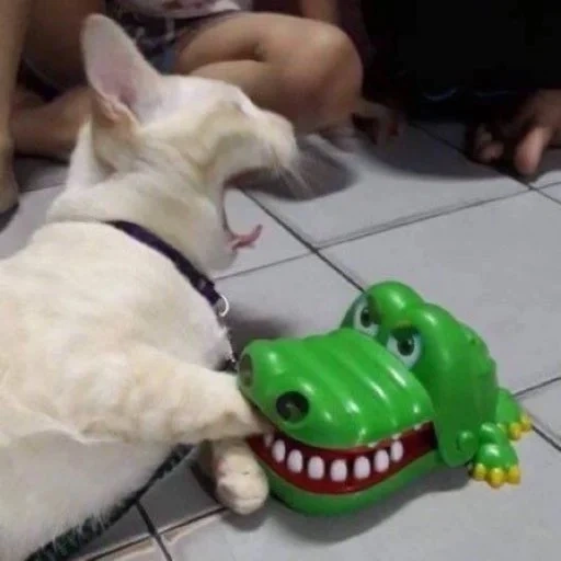 crocodilo de gato, dentista de crocodilo, os animais são engraçados, o jogo é um dentista de crocodilo, fotos engraçadas de animais