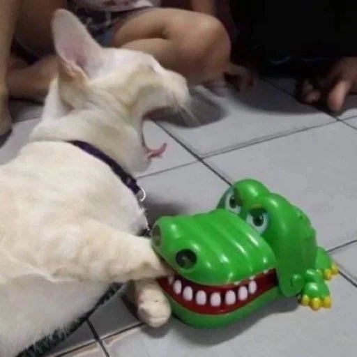 cat crocodile, crocodile dentist, the animals are funny, the game is a crocodile dentist, funny photos of animals