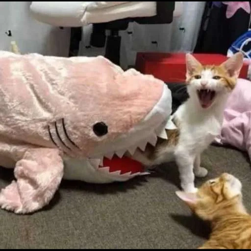 gato de tiburón, gatos graciosos, gatito rzhak, gatos graciosos, los gatos más divertidos
