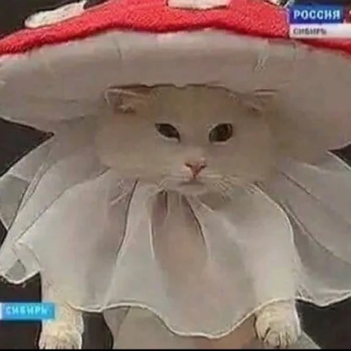 кот, кошка, котик мухомор, котик шапочке, кот костюме мухомора