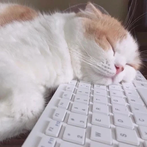 gato, gato, gato sonolento, gatos de animais, gato cansado