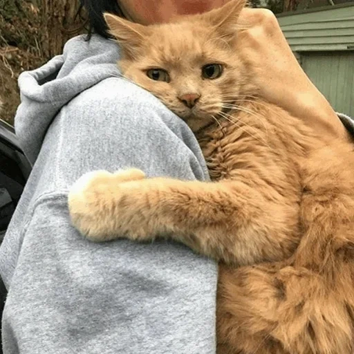 gatto, gatto, le foche, gatto se ne pente, gatto carino è divertente