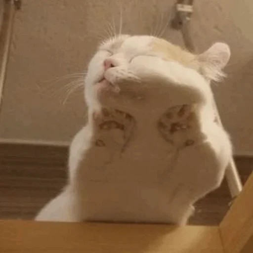 cat, cat, cat, the cat is pleased, the cat is a glass table
