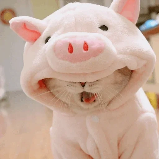 le chat est mignon, piggy meme, animaux joyeux, les animaux sont drôles, museau animal drôle