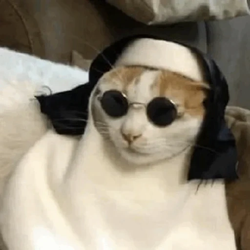 gatto di tolik, gatto è cattolico, animale allegro