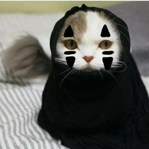 gato, focas, lindo sello, gato sin cara, el animal más lindo