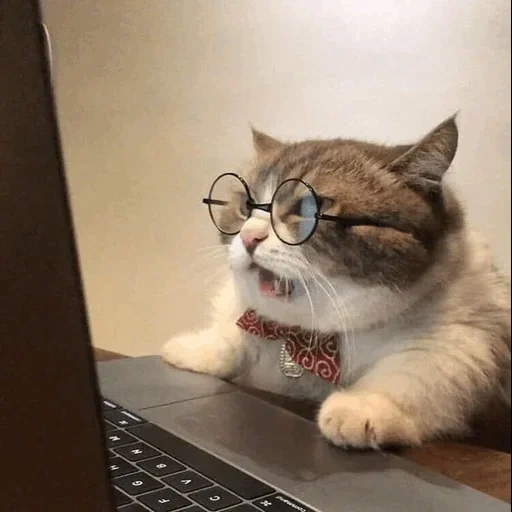 gato, gato frente a la computadora