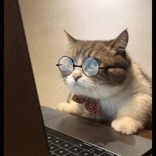 кот смешной, котик за компьютером