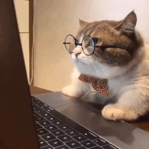 gato, gato gato, gato inteligente, gato gracioso, gato detrás del teclado