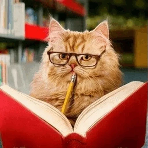 cat, clever cat, scientific cat, kitty with a book, the smartest cat