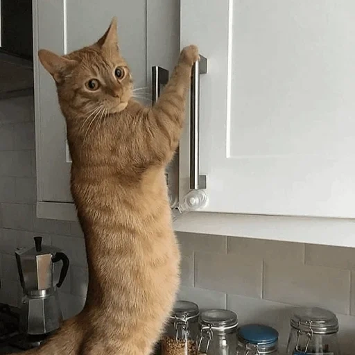 gato, perro marino, gato divertido, gato divertido, los perros marinos son ridículos