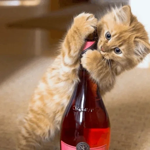katzenwein, die weinkatze, katzenwein, die katzenflasche, die betrunkene katze