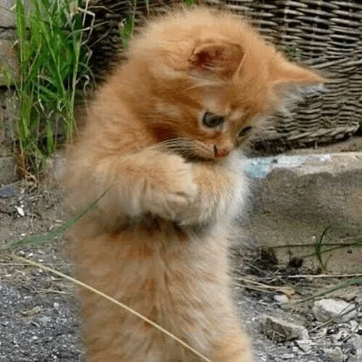 focas, gato rojo, gatito rojo, los perros marinos son ridículos, gato rojo divertido