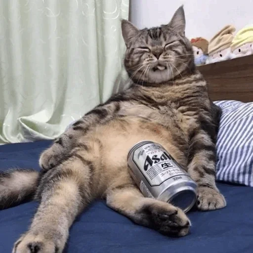 gato borracho, gato gracioso, gato gordo, vodka gatito, gato divertido llorando