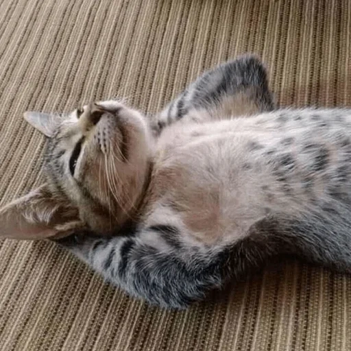 кот, кошка, сонный кот, полосатая кошка, котенок полосатый