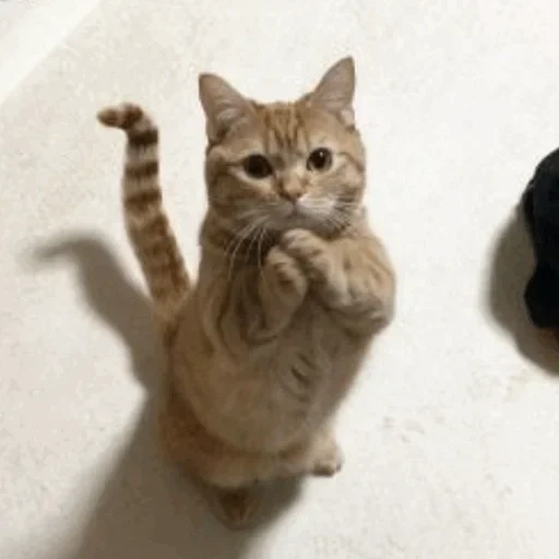 кот, котики, милые котики, смешные кошки, танцующий кот