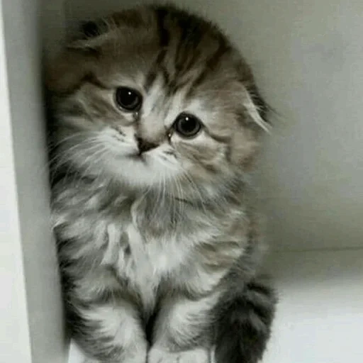 gatto triste, gattino triste, gattino dalle orecchie pendenti, gatto siberiano, piccolo gatto grigio
