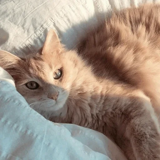 cat beige, chaton beige, chat de pêche, chat de fleur de pêche, chaton fleur de pêche