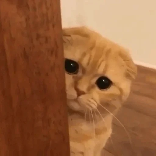 gato, gato, gato triste, um gato triste e triste, gatos fofos são engraçados