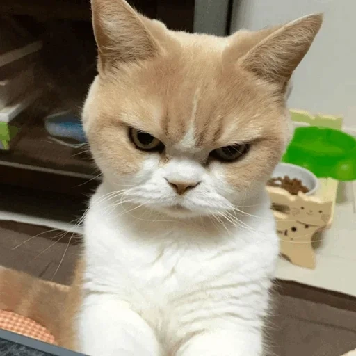 cat, angry cat, gloomy cat, dissatisfied cat, a displeased cat