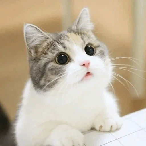 gato, gatos, gatos, lindos gatos brancos, os gatos são engraçados fofos