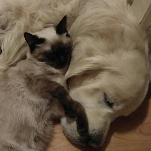 der kater, katzen, thai katzen, katzentier, siamese kätzchen