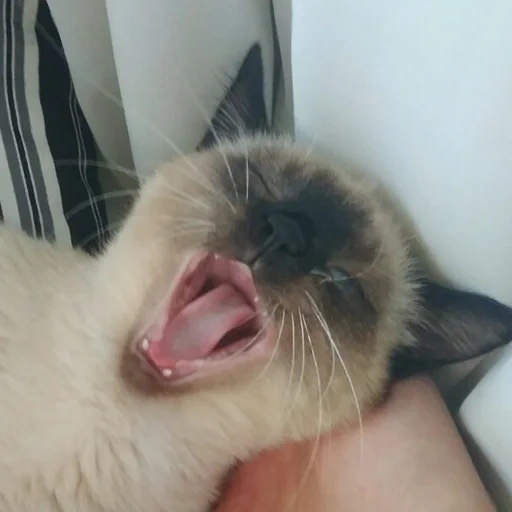 cat, cat, the cat yawns, pets, pets