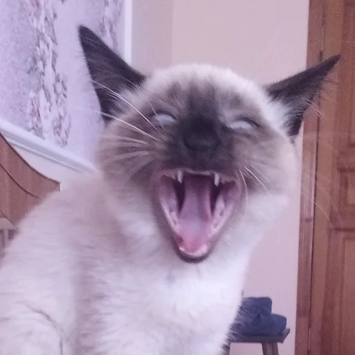 cat, cat, siamese cat, siamese cats are evil, siamese cats yawn