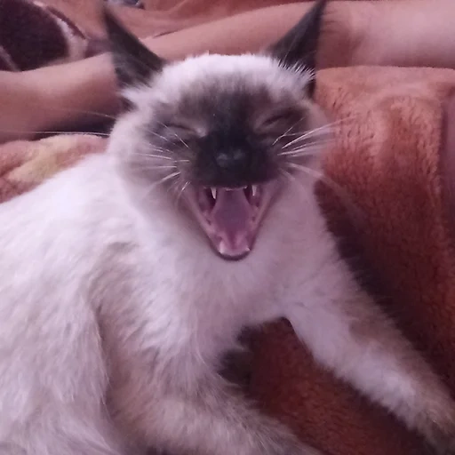 gato, animal de gato, gato siames, gatitos siameses, gato siamés blanco