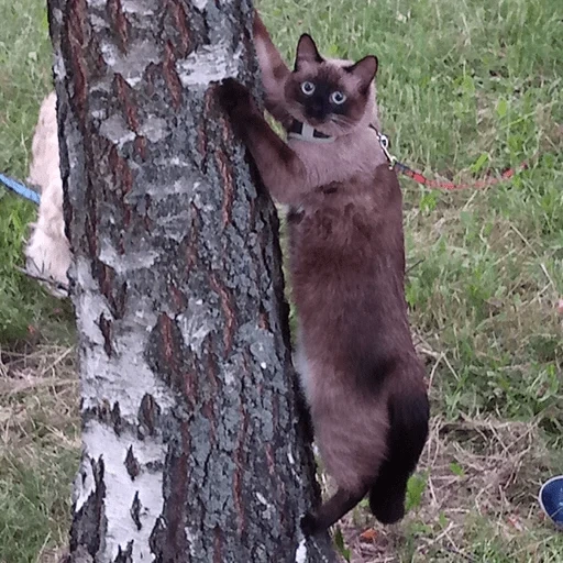 gato, gato siamês, burman cat, animais de estimação, wood siamese cat