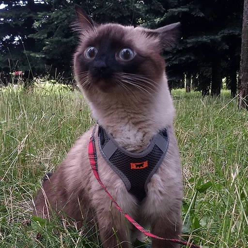 siamesische katze, siamesische katzen, thai cat, siamesische katze, thailändische siamesische katze