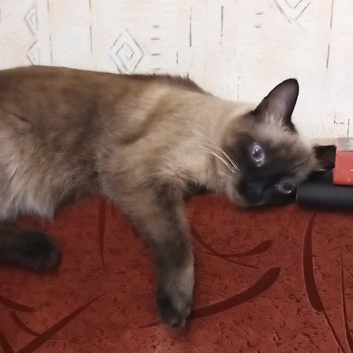 siamesische katze, siamesische katze, siamese rasse, siamesische katze, siamese katze schneiden