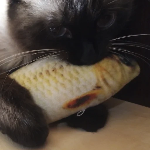 gato, gato, animales, mascotas, pescado de lujo de un gato