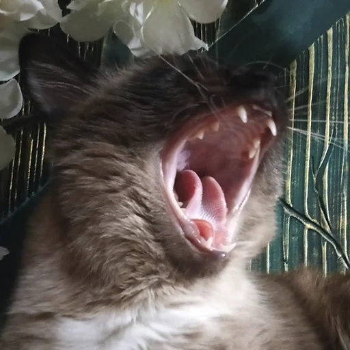 cat, cat, the cat yawns, a yawning seal, a scary yawning cat